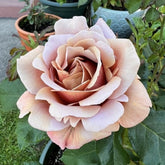 Koko Loco Rose